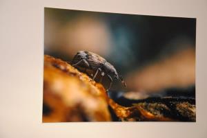 Filip Eremita najboljše posnetke naredi v zgodnjih jutranjih urah 4